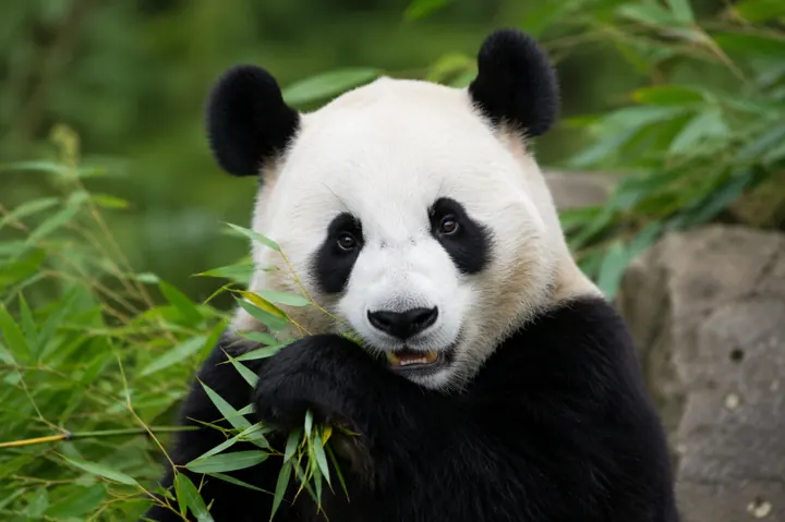 MobileNet panda 输入图片